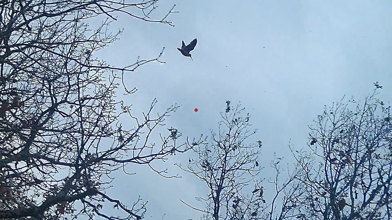 woodcock hunting Greece 16/1/2026μπεκατσες by teo orestiada"BELCANDO DOG FOOD,,, Trip 50