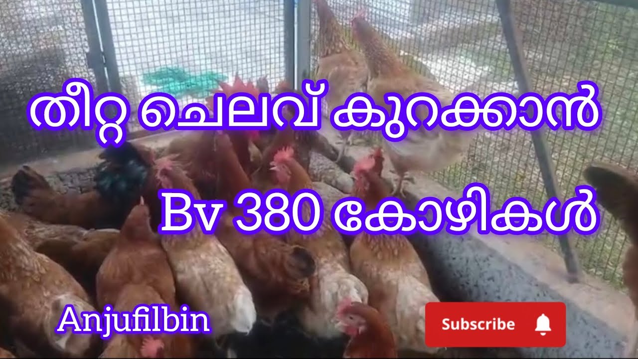 തീറ്റ ചെലവ് ചുരുക്കാൻ ഇതൊന്നു try ചെയ്ത് നോക്കു /bv380 #poultryfarm #anjufilbin 