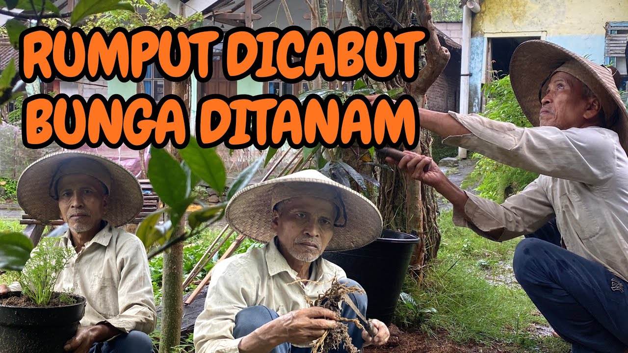 Bersih-Bersih Rumput di Samping Rumah & Menanam Bunga di Pot | Suasana Tenang Tanpa Banyak Bicara