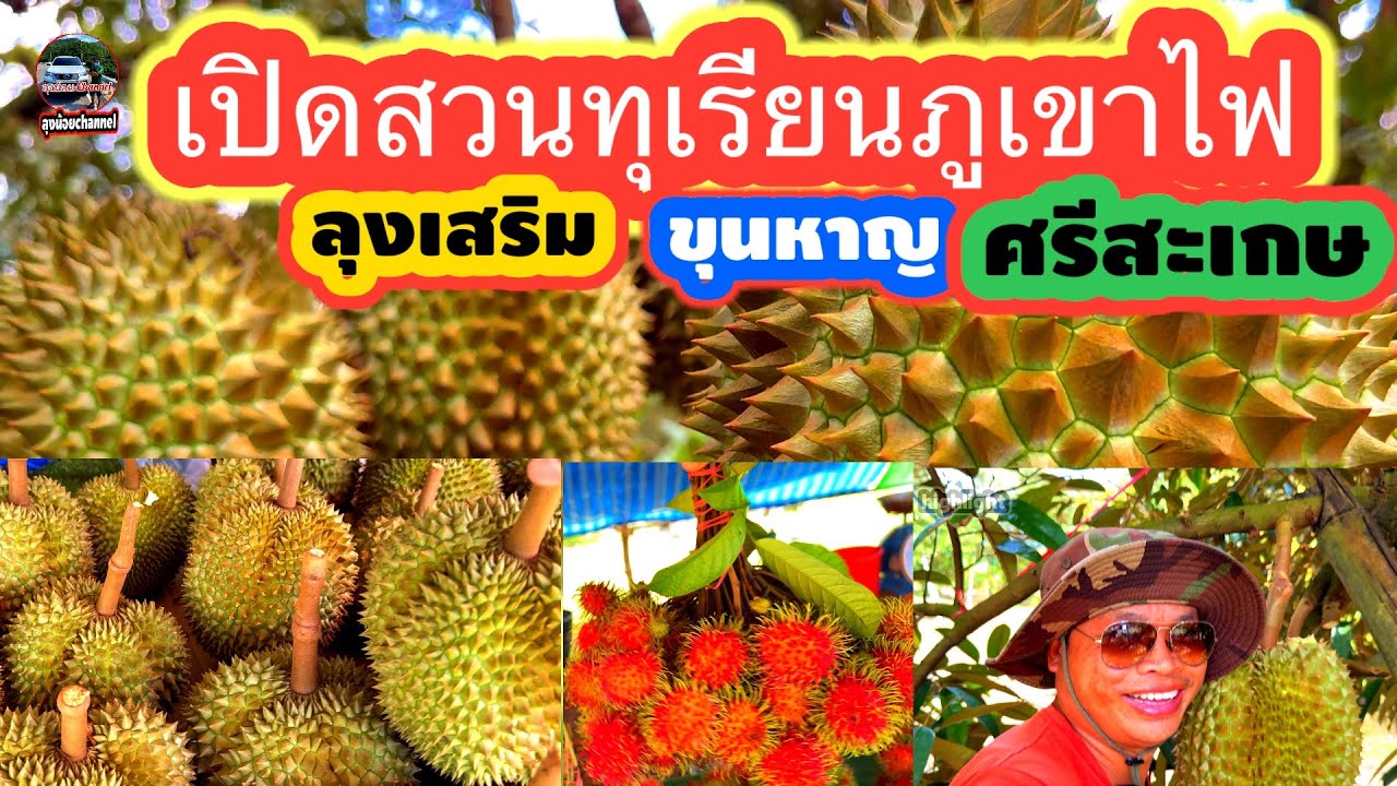 #เปิดสวนทุเรียนภูเขาไฟ #ลุงเสริม #ตำบลพราน #อำเภอขุนหาญ #จังหวัดศรีสะเกษ #ลุงน้อยchannel