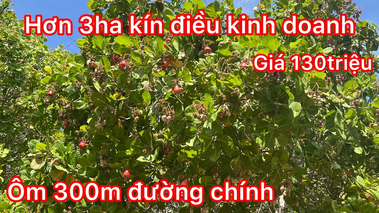 Cần chuyển nhượng 3ha đất bằng ko đá giá thì quá ok quý anh chị nào cần Lh em ngay ạ