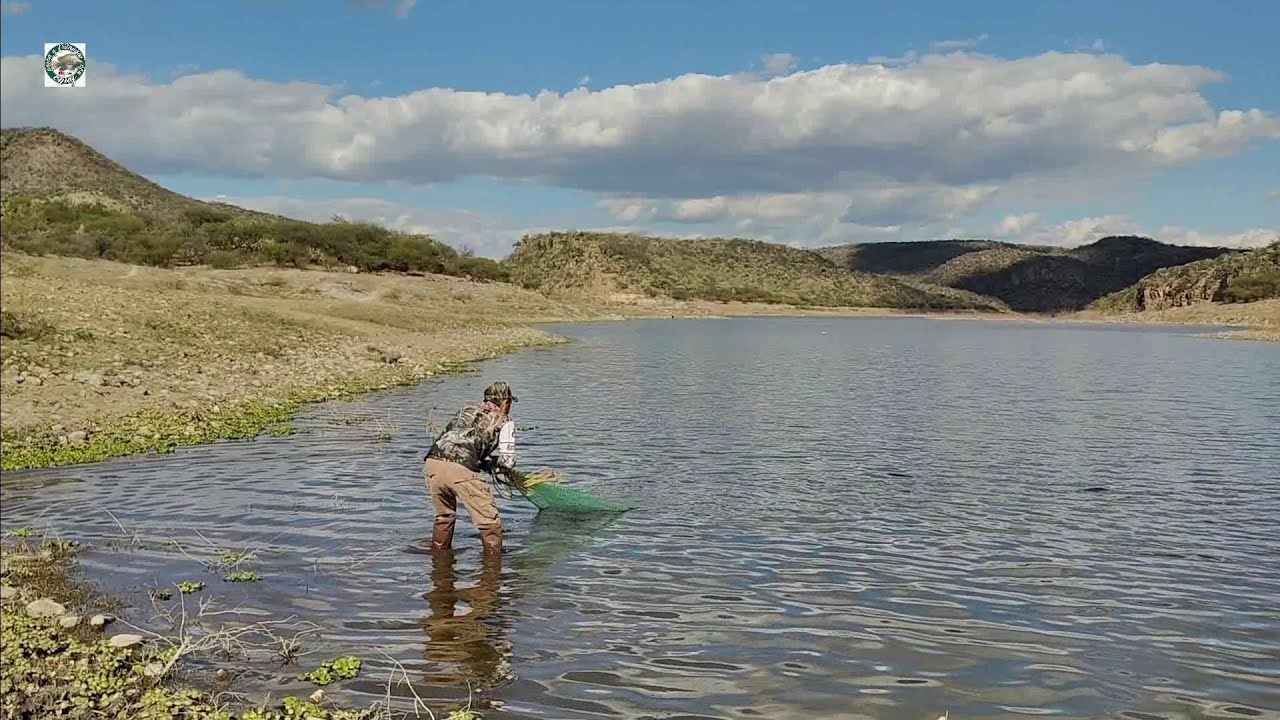 INCREIBLES tarrayazos tilapias gigantes en los arroyuelos de la sierra con Jairo y su papa