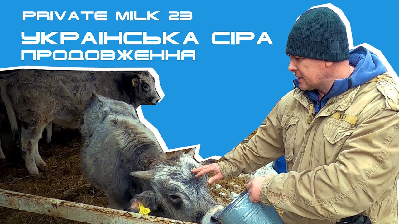 Українська сіра порода. Інша історія | Private Milk | Травецький