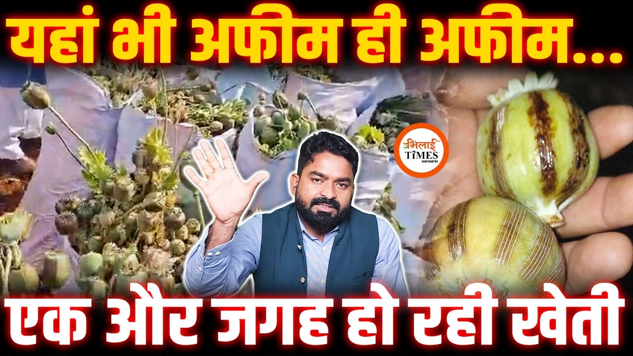 अफीम की तीसरी खेती का खुलासा | कैसा था रात का मंजर | Balramur | Yashwant Sahu