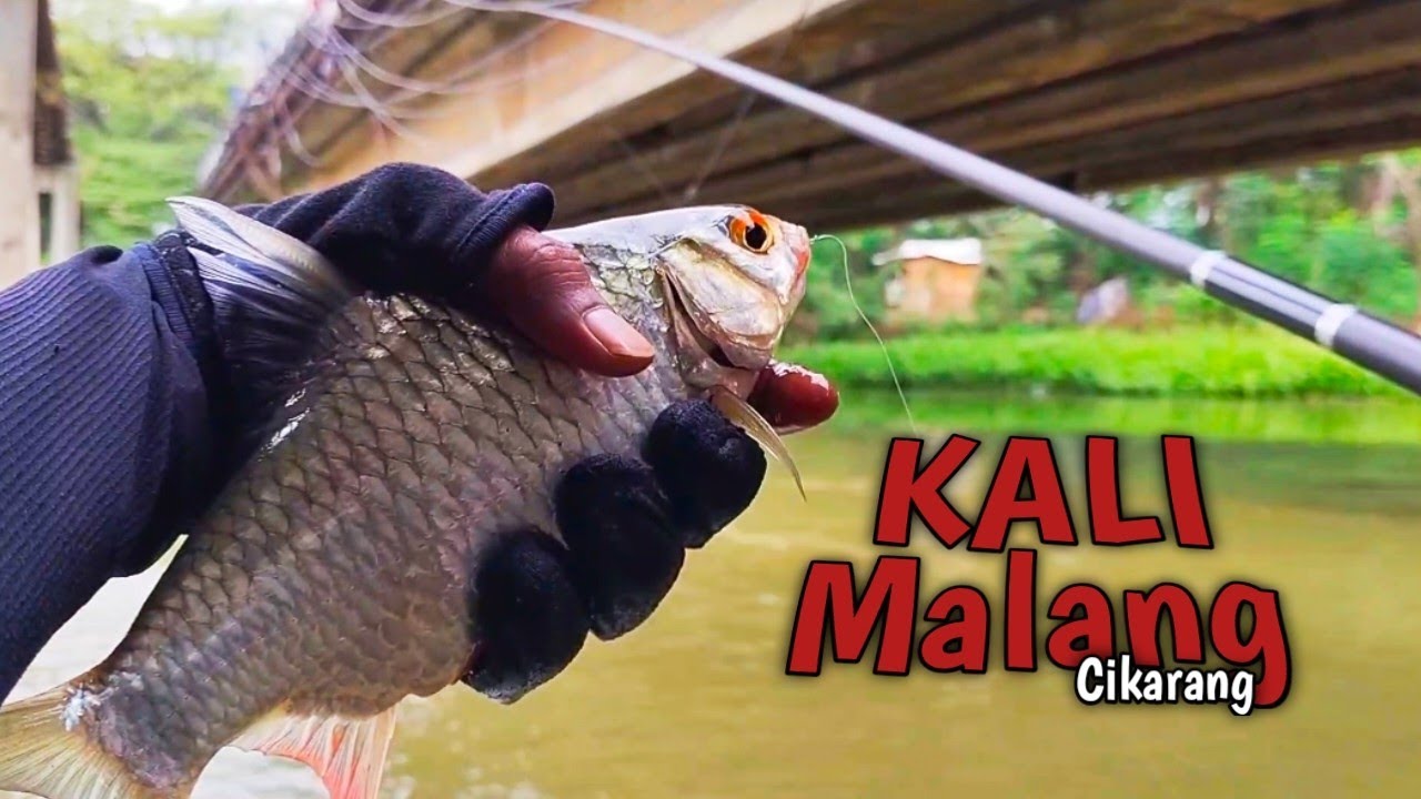 Spot Mancing Tawes Di Aliran Sungai Cikarang‼️