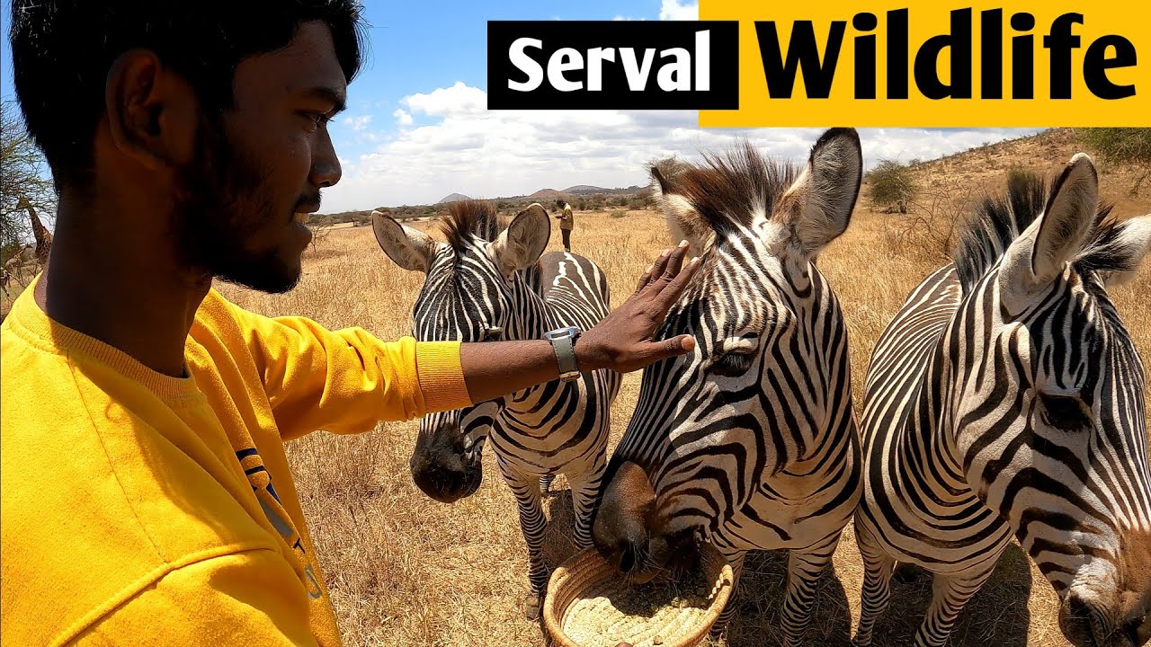 Serval WILD-LIFE Africa🦁🦓🦒!!!When you are in front of WILD ANIMAL 😥 | (Africa Series - Ep 06)
