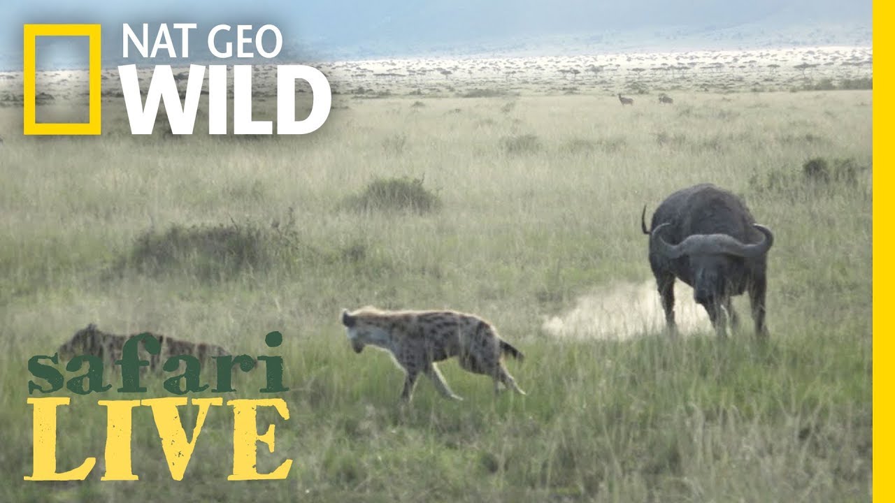 Hyenas Attack Buffalo Calf&mdash;Then the Battle Begins | Nat Geo Wild