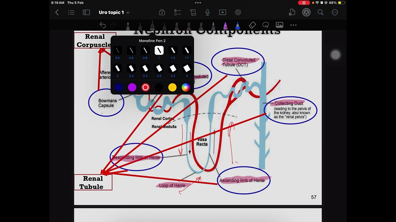  Part 1Renal PhysiologyJGA and Renal Blood Flow