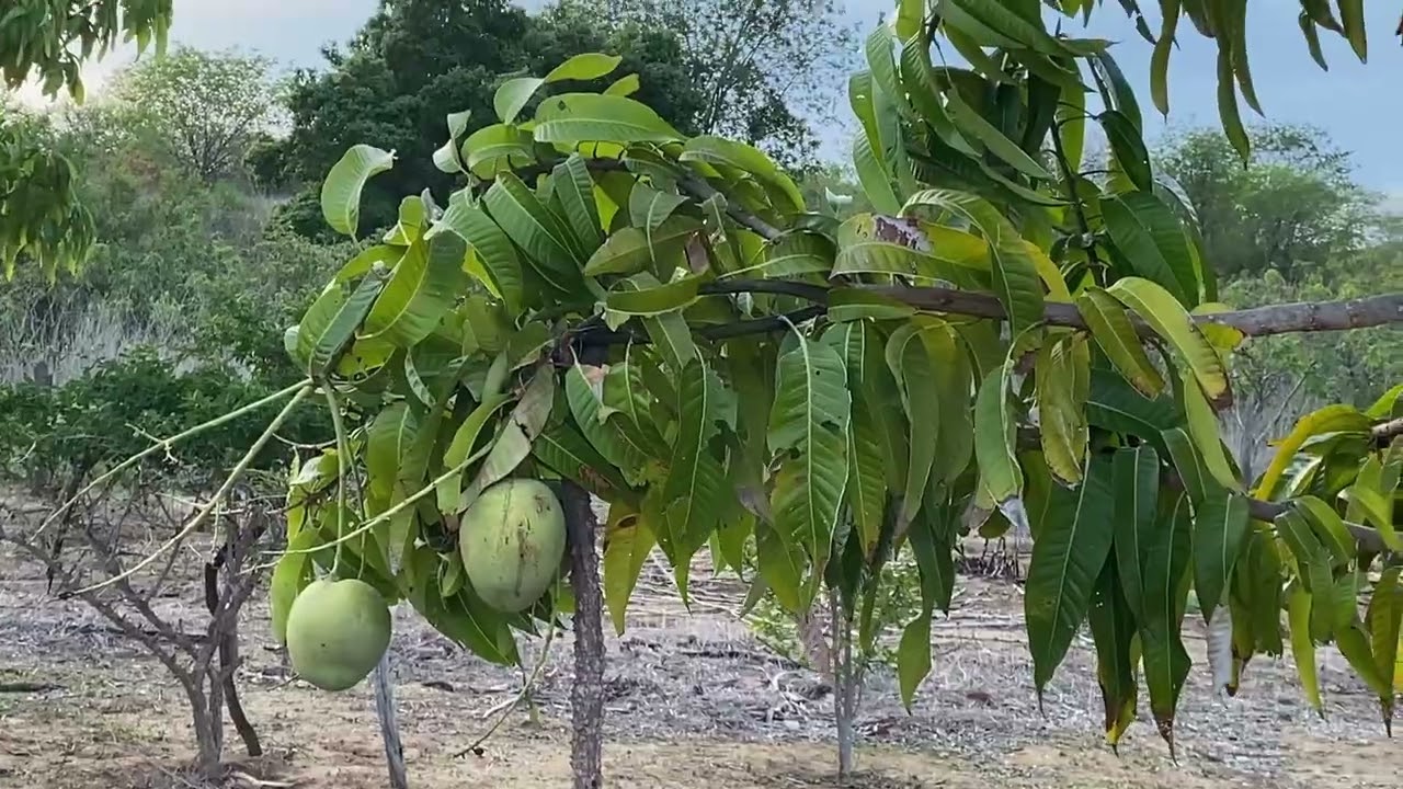 Primeiro Vídeo 2026 - Rancho