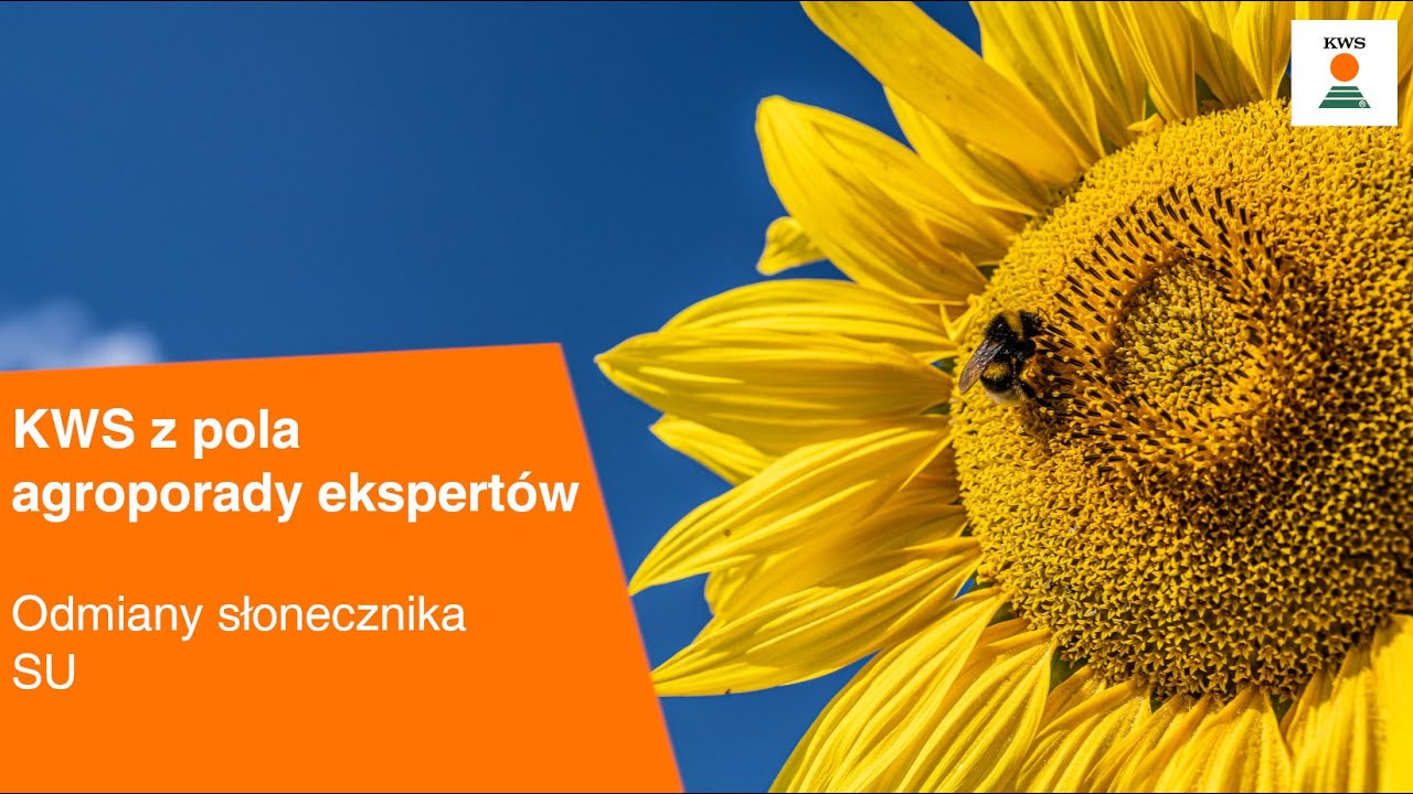 Odmiany słonecznika SU🌻 / KWS z pola AGROPORADY EKSPERT&Oacute;W