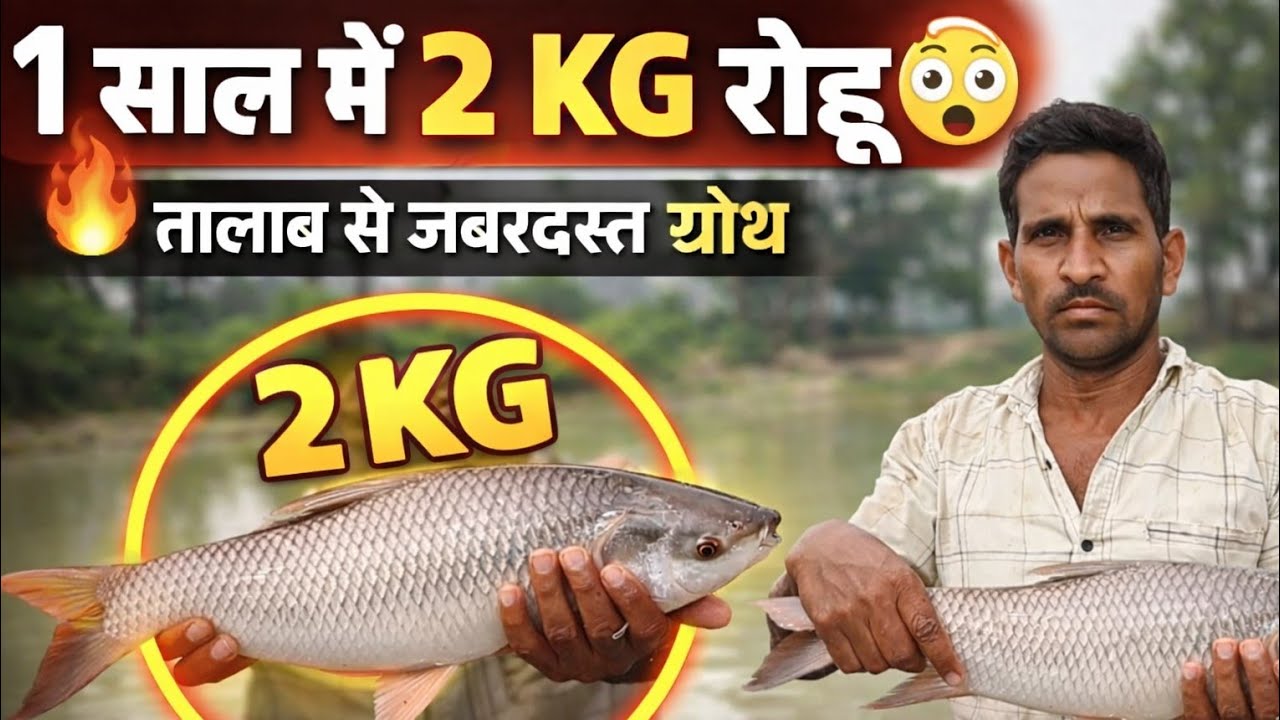 1 साल में 2 KG रोहू कैसे हुई? तालाब में जबरदस्त ग्रोथ | Rohu Fish Farming”?#viralvideo #fish