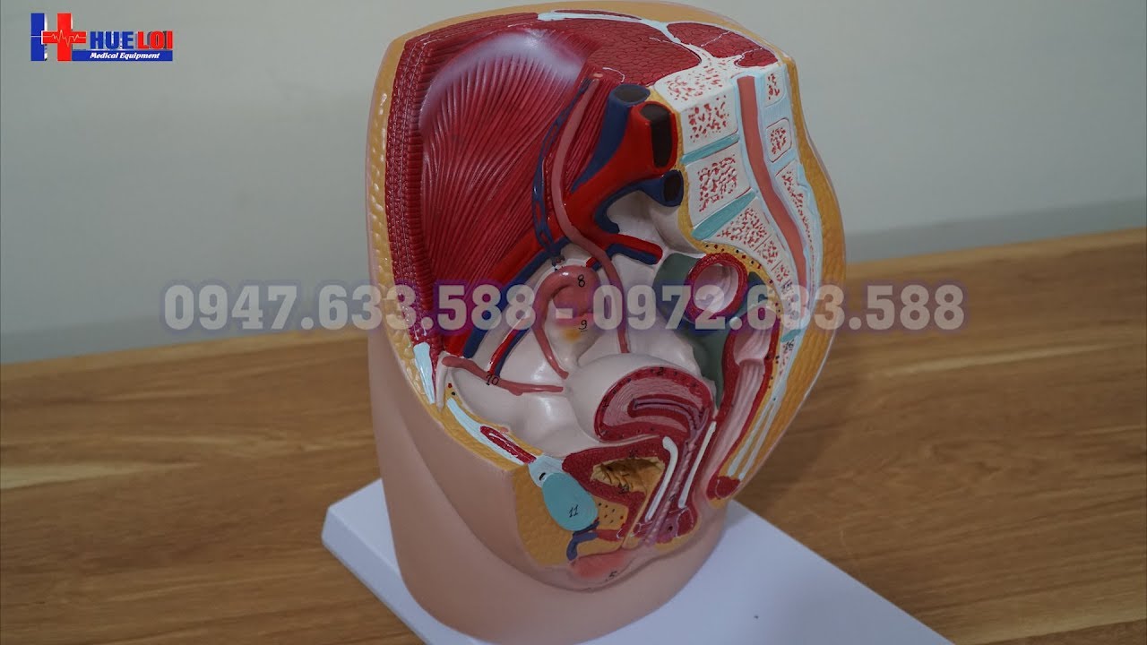 Mô Hình Cấu Tạo Cơ Quan Sinh Dục Nữ Và Tầng Sinh Môn