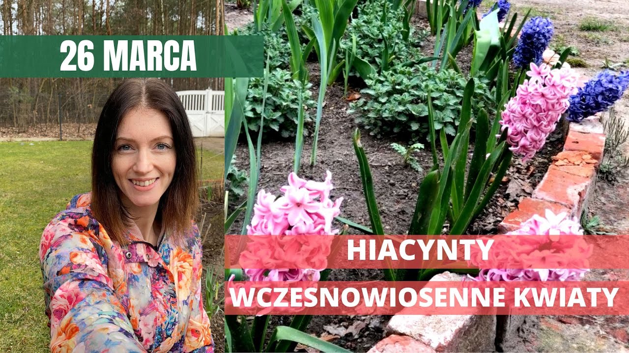 MARZEC w ogrodzie: 26. Hiacynty - wczesnowiosenne kwiaty cebulowe
