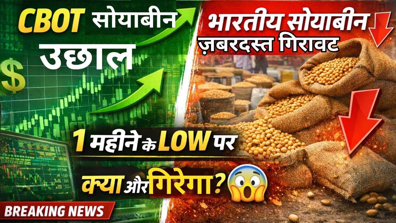 CBOT सोयाबीन में तेजी, भारतीय भारत में बड़ी गिरावट – क्या भाव और गिरेंगे?