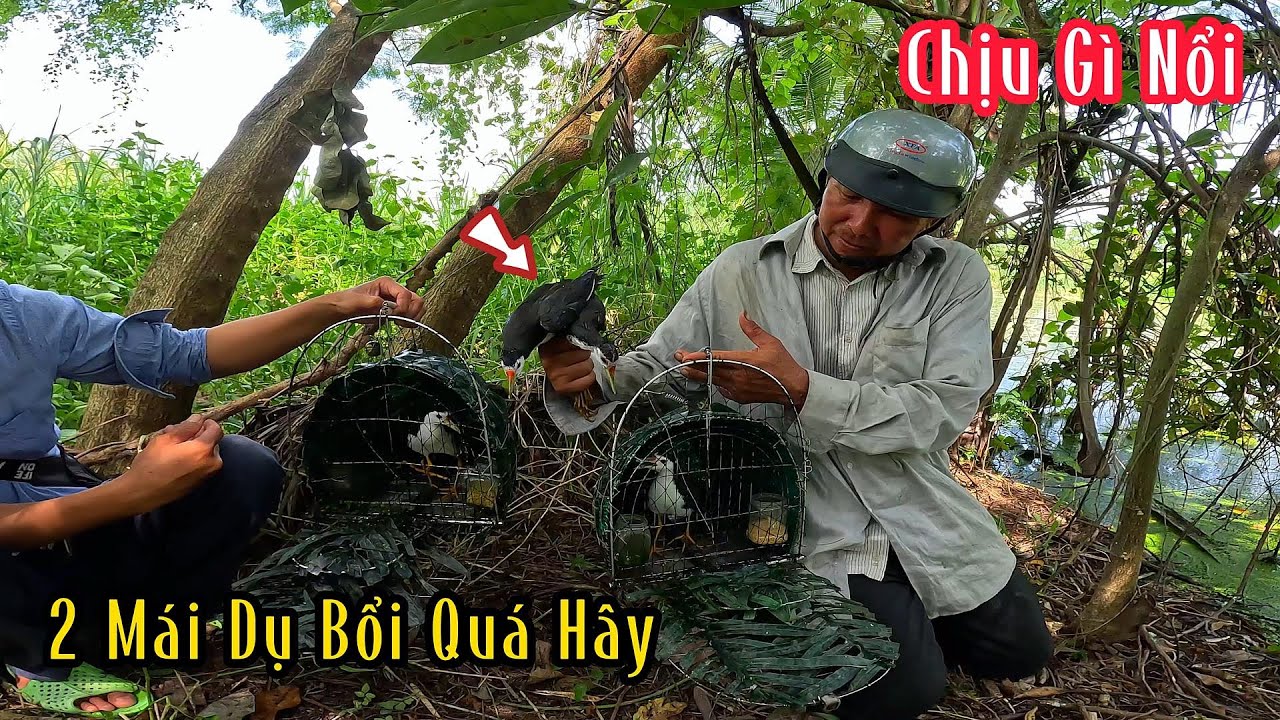 Quốc Mồi Thúc Cở Này Con Bổi Nào Chịu Nổi | Đam Mê Săn Bắt