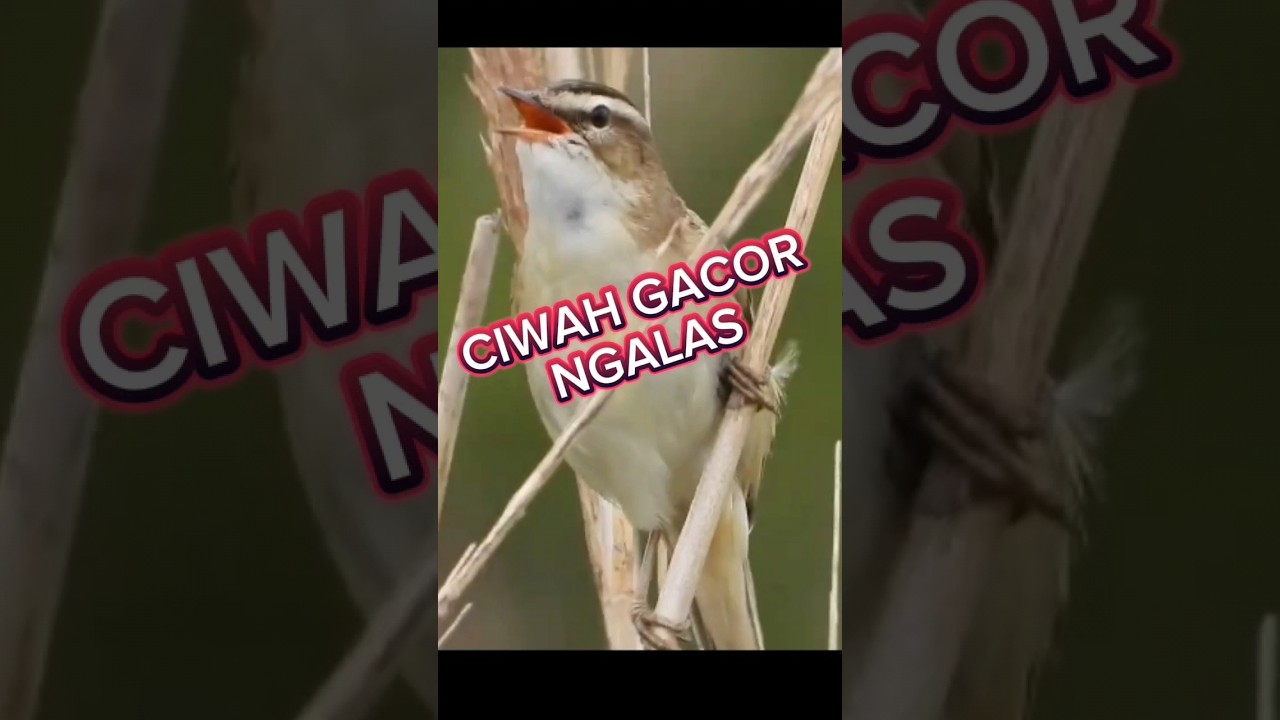 prenjak sawah gacor, #ciblek sawah gacor, #burung #ciwah klik bren #kicaumania