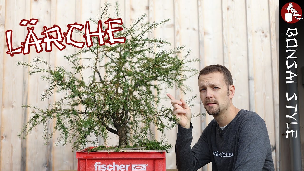 Entwicklung eines Yamadori zum Bonsai | #KärntenCrew | #104 Bonsai Style