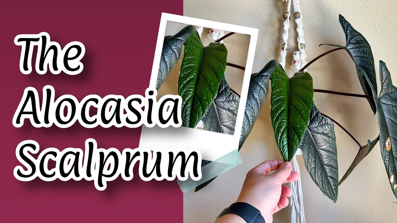 Easy Care Alocasia Scalprum
