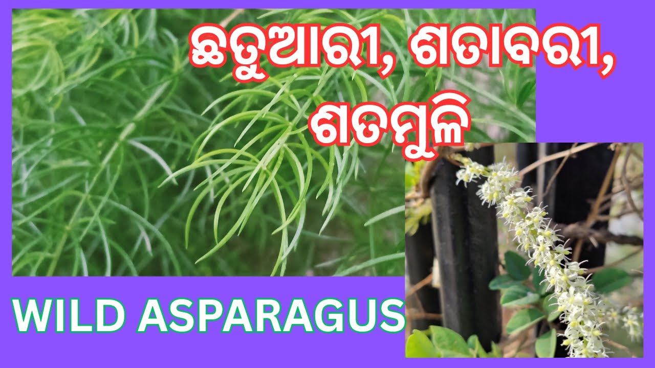 ଛତୁଆରୀ : ମହିଳା ମାନକ ପାଇଁ ବରଦାନ || ଶତାବରୀ || Wild Asparagus Benefits