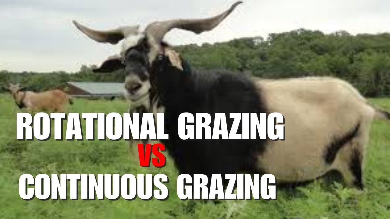 Rotational Grazing vs Continuous Grazing Which is BEST for Your Goats