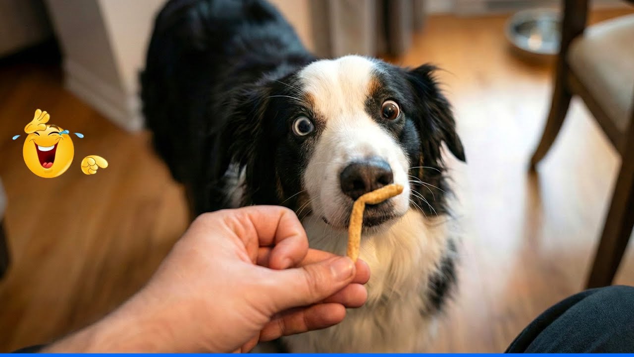 Try Not To Laugh Funny Cats and Dogs Videos 🤣🐶 The Funniest Cat & Dog Moments Compilation 🐾