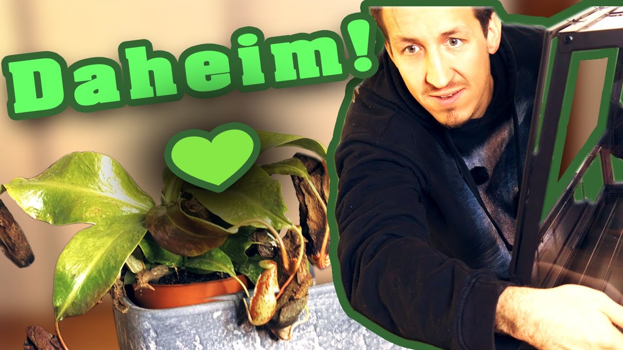 Endlich daheim! 🌿 Das neue Zuhause für meine Pflanzen