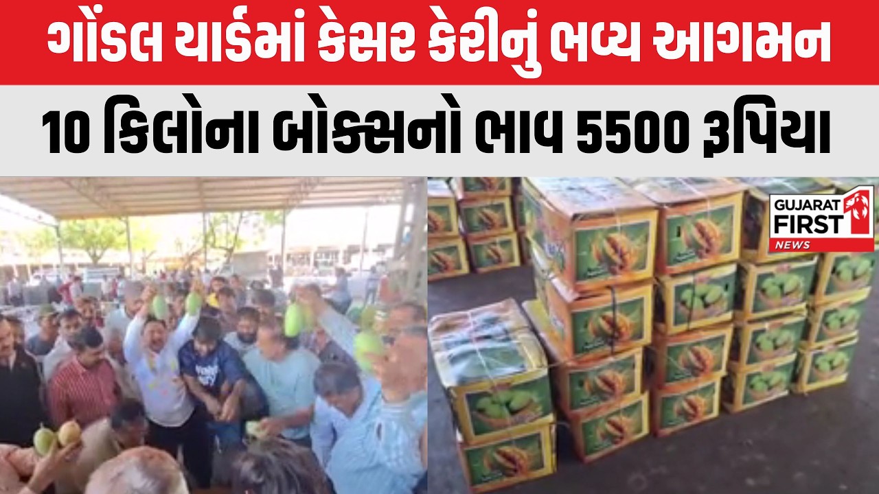 Gondal યાર્ડમાં કેસર કેરીનું ભવ્ય આગમન, ગીરની કેસર કેરીની સિઝન વહેલી શરૂ | Gujarat First