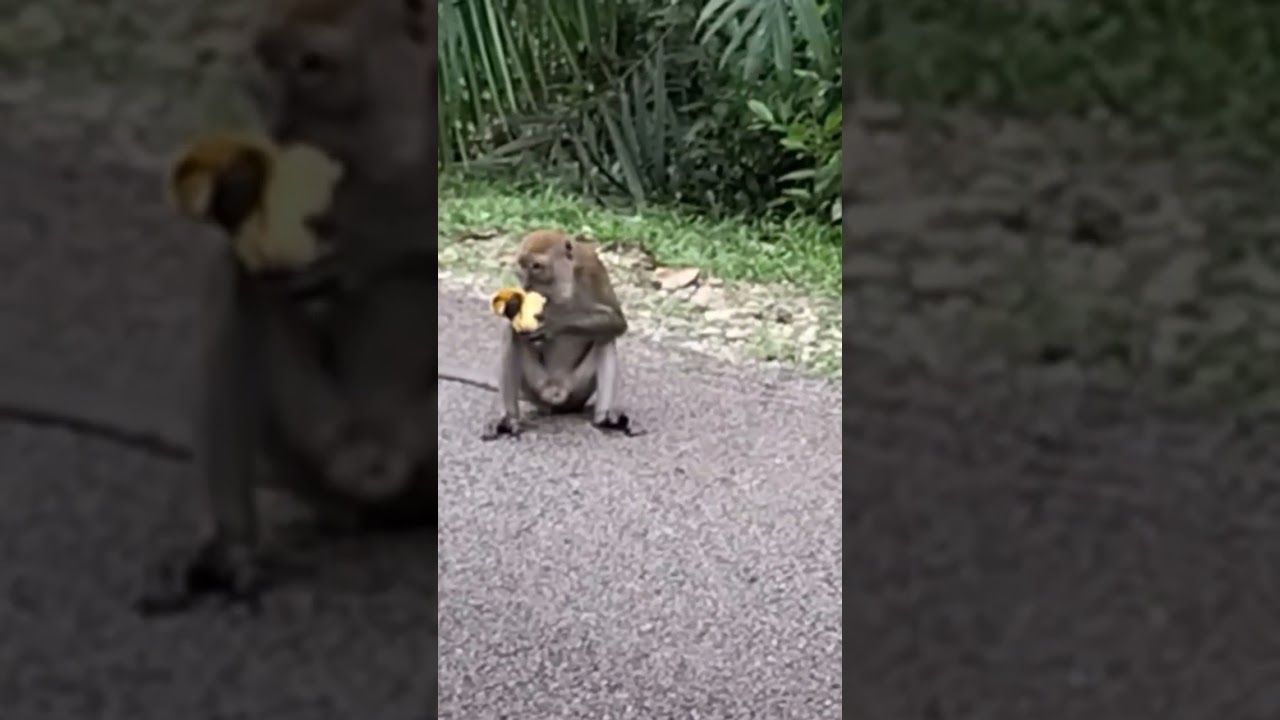 Feeding Hungry Wild Monkey In The Evening