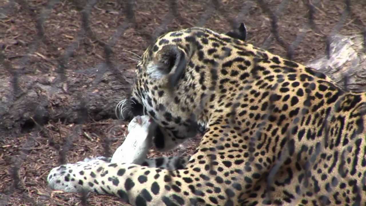 Lions, Tigers, and other Carnivores Snack on Bones and Rats
