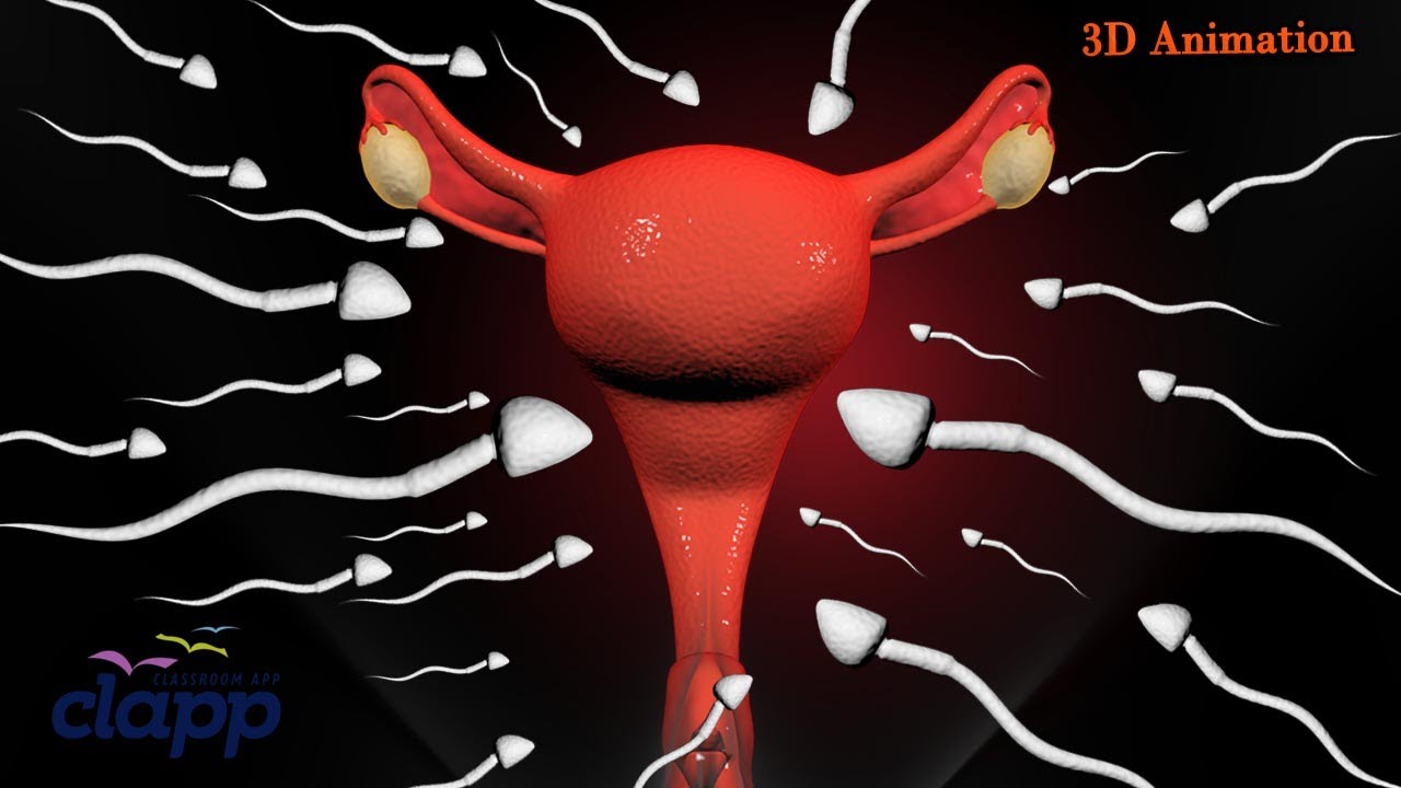 Fertilization in Humans (3D Animation)