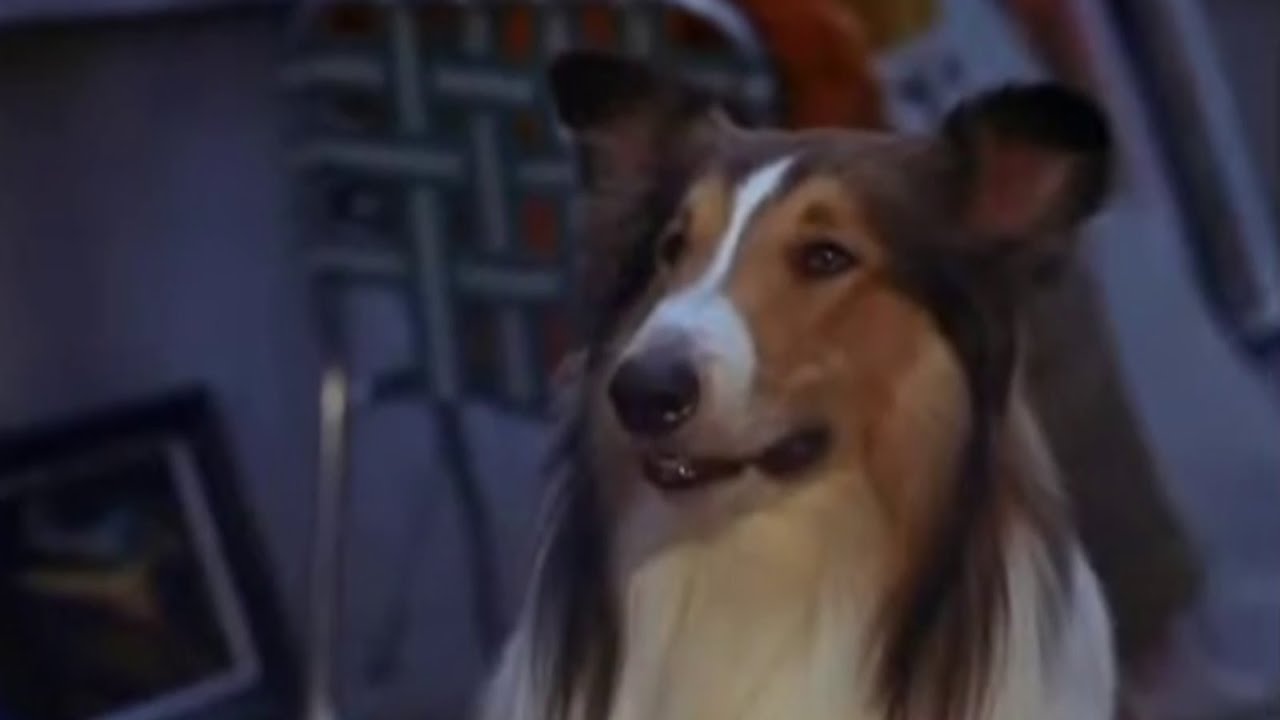 Lassie The Voyager (1966) ep 7 (7) full episode