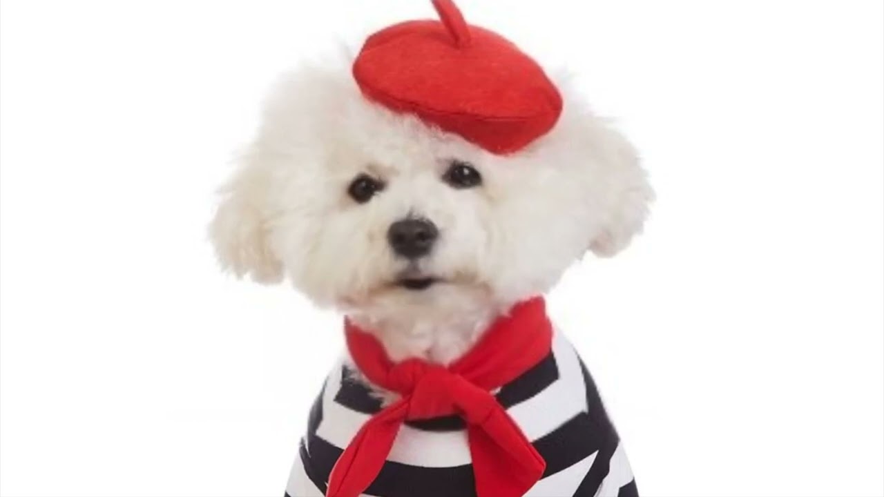 Dog Days of summer...Jack Lousio Party Reminder