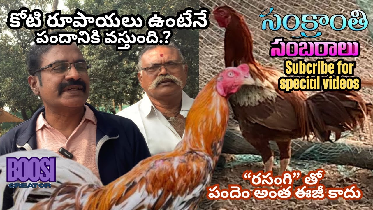 ఆంధ్రాలో కోడిపందాల ఫ్యాషన్. Sankranthi special.