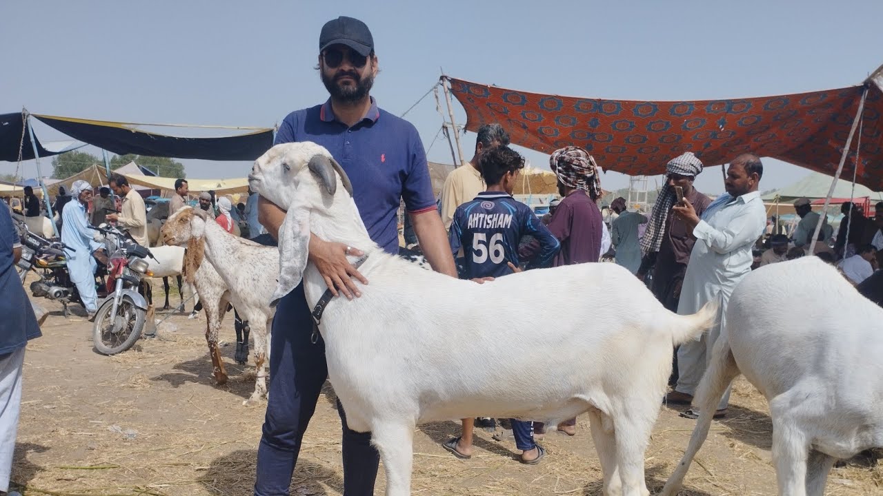Faisalabad Budh Mandi بدھ منڈی  New Updates || The Family Pets ||