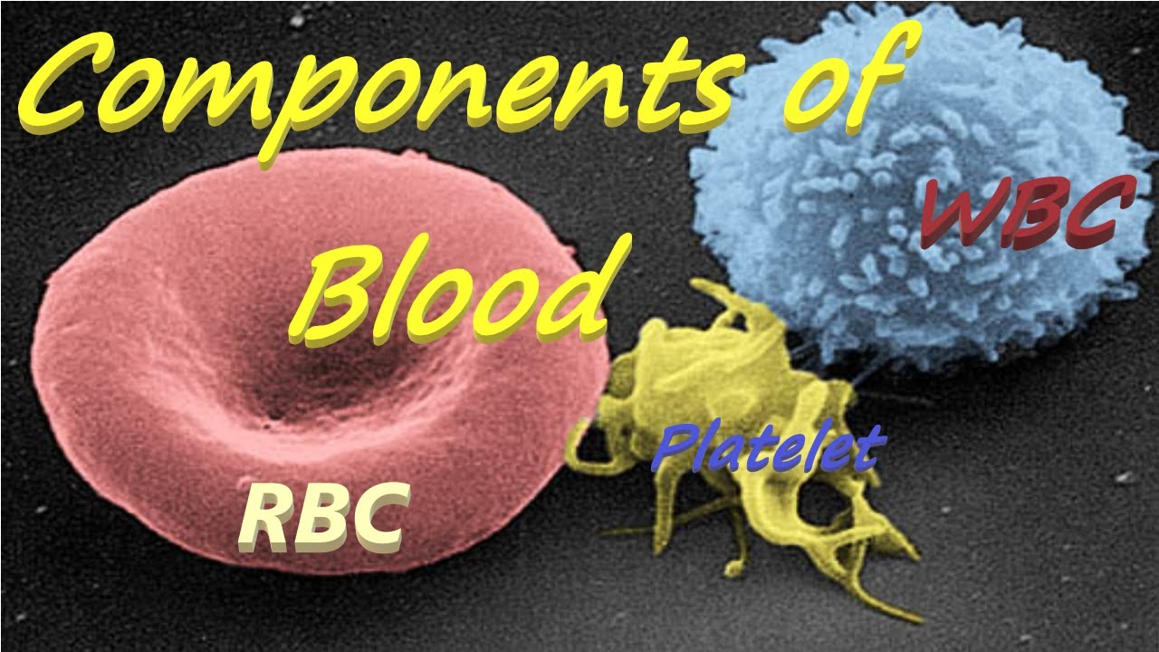 Blood || composition of Blood || Functions of Blood