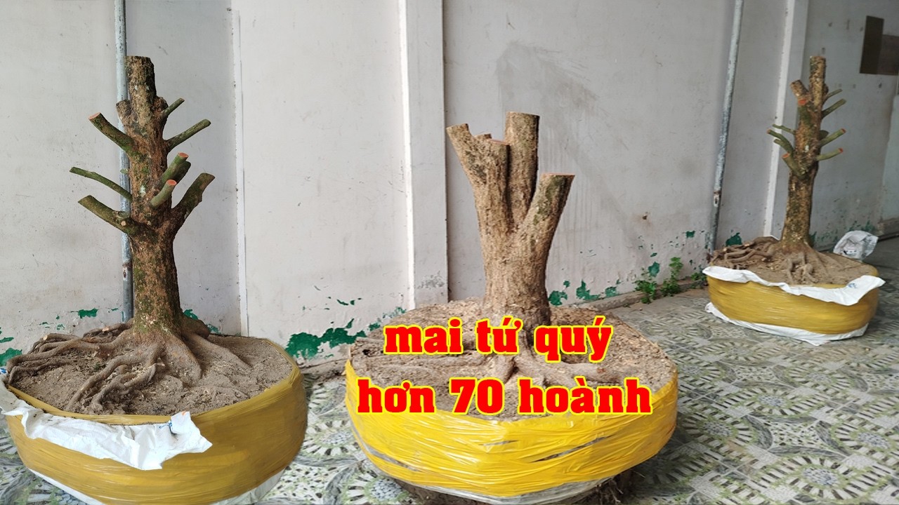 Phôi Mai Tứ Qúy 0919172078 Anh Thái  | Tứ Qúy Miệt Vườn