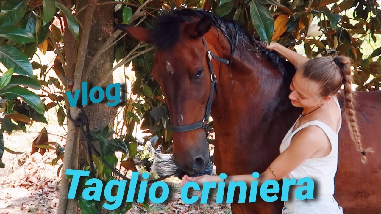 LAVO E TAGLIO LA CRINIERA ALLA MIA CAVALLA | VLOG in maneggio | Sara Aventino