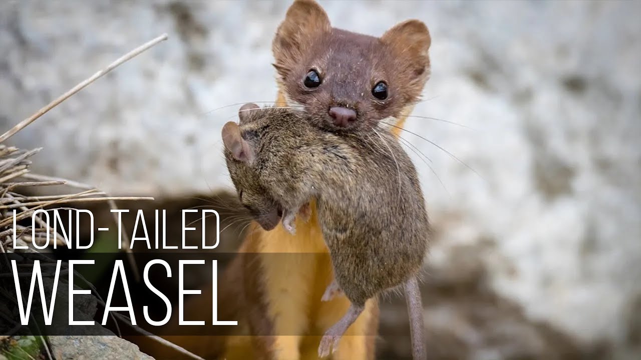 LONG-TAILED WEASEL is one of the larger and bloodthirsty weasels in North America