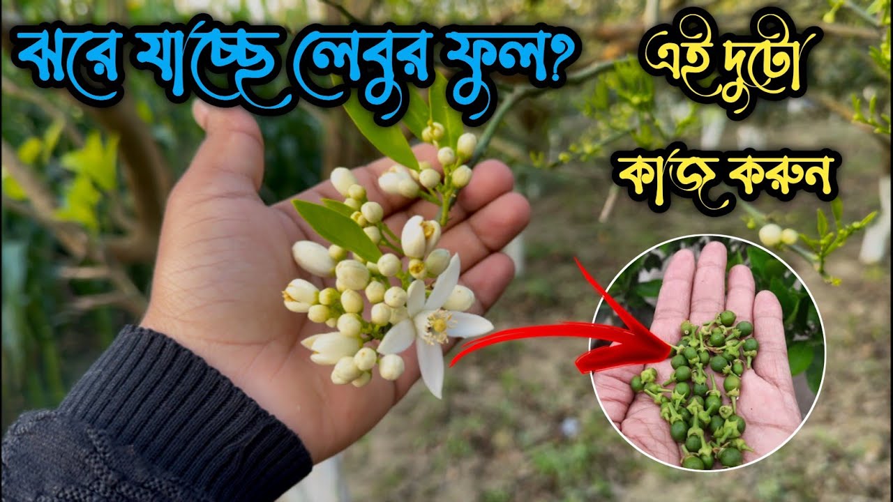 একটি মাল্টার গুটিও ঝরবে না! গাছ ভরে ফল পেতে এখনই করুন এই ২টি কাজ...🍊🍊