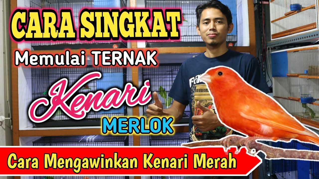 CARA MEMULAI TERNAK KENARI MERLOK | Cara Mengawinkan Kenari Merah | Canary Room