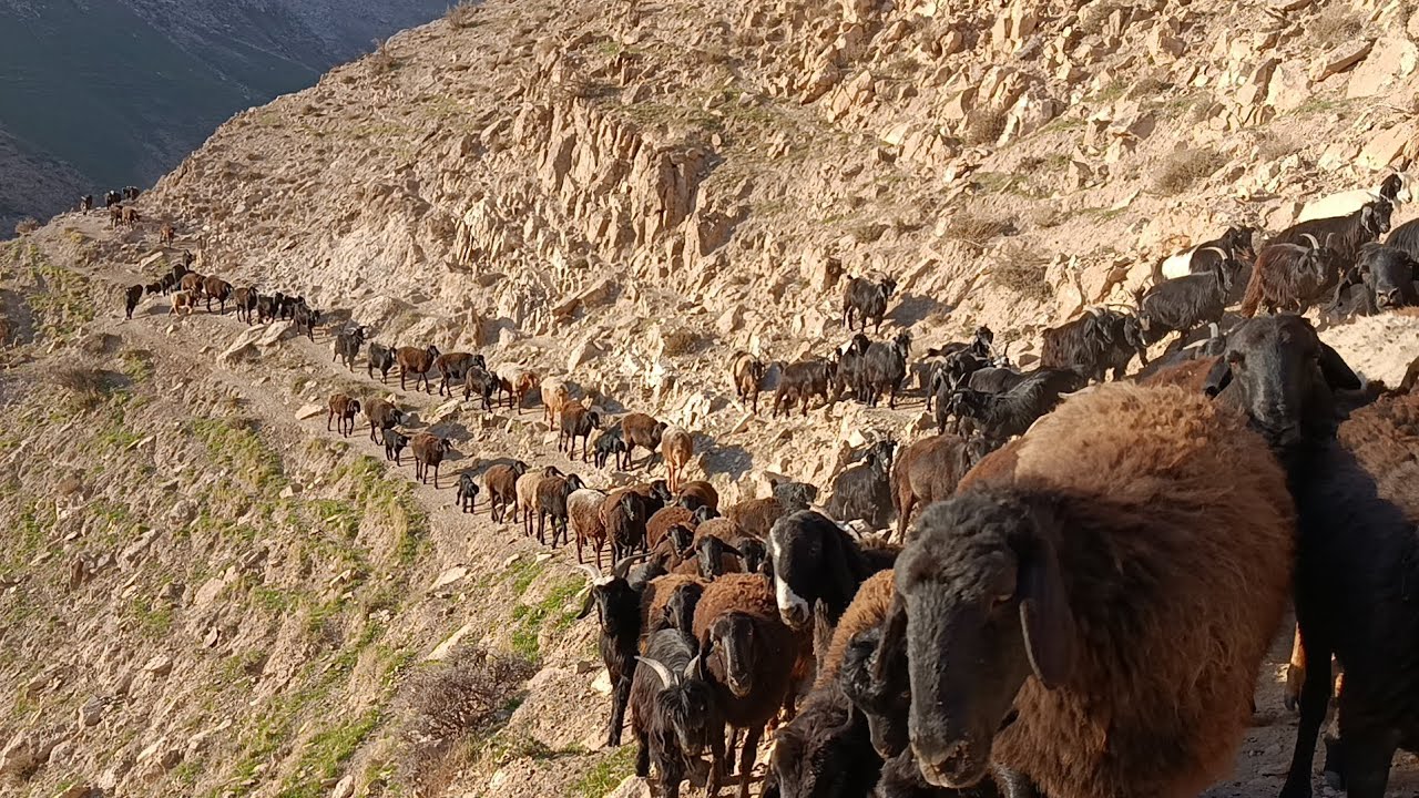 ТУЮНТОГДАН ВИДЕО ЛАВХА БИЗДА БАХОР 2026.