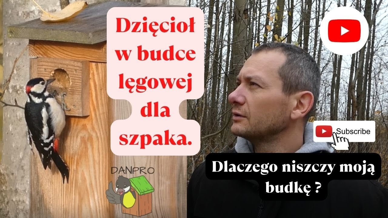 Dzięcioł w budce lęgowej dla szpaka.