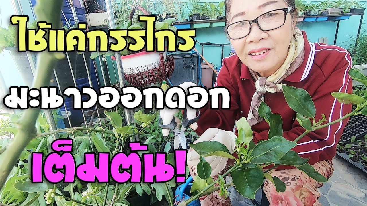 เคล็ดลับ!! ทำให้ต้นมะนาวออกดอกโดยไม่ต้องใส่ปุ๋ย