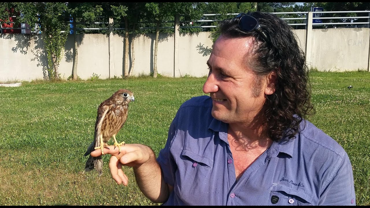 ȘOIMUL, PRIETENUL MEU !