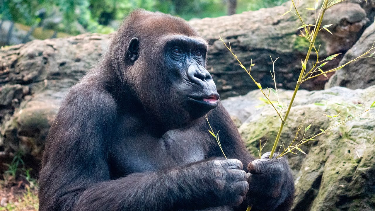 La gorila Fossey celebra su 25 cumpleaños en BIOPARC Valencia 🦍