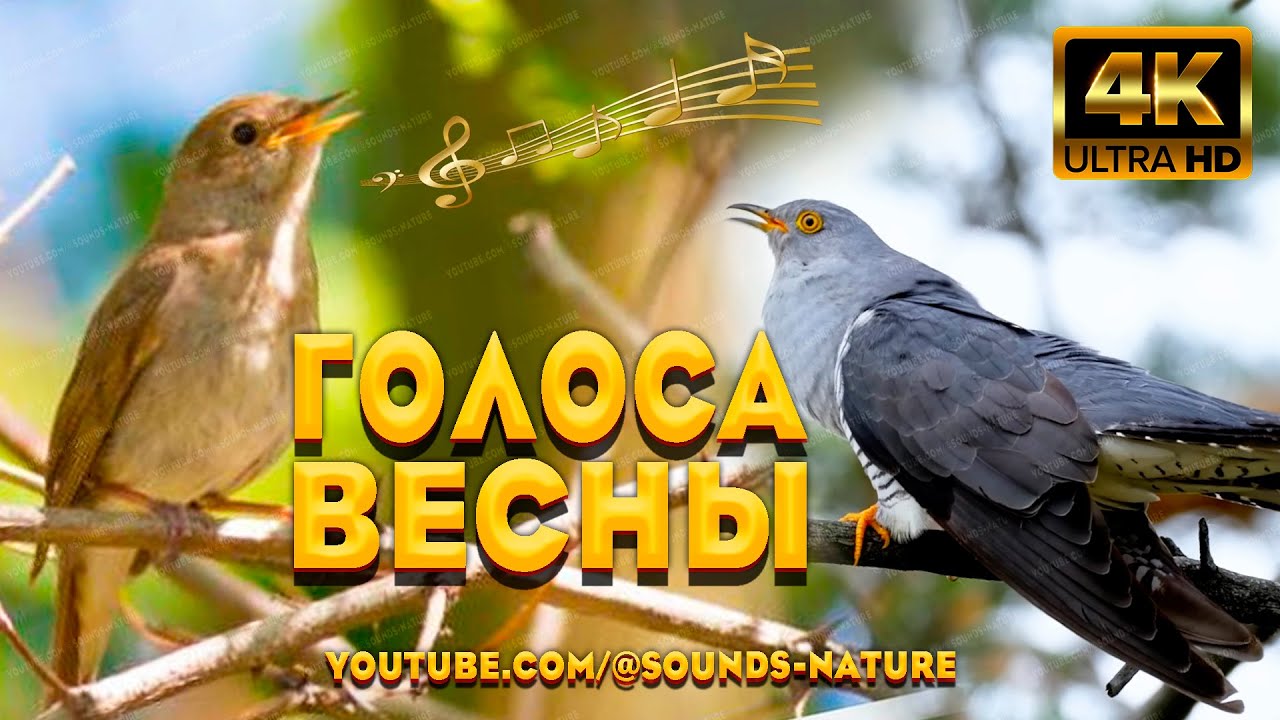 🌿Голоса Весны: Пение Соловья И Кукушки Улучшат Ваш Сон 🌜 Видео Природы 4K 📺 Звуки Природы ASMR✨