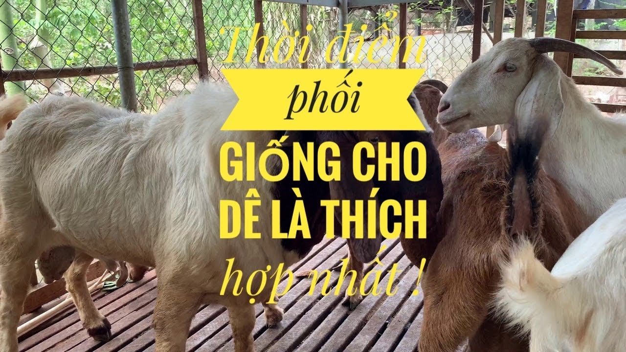 Thời Điểm Nào Phối Giống Cho Dê Boer ! 