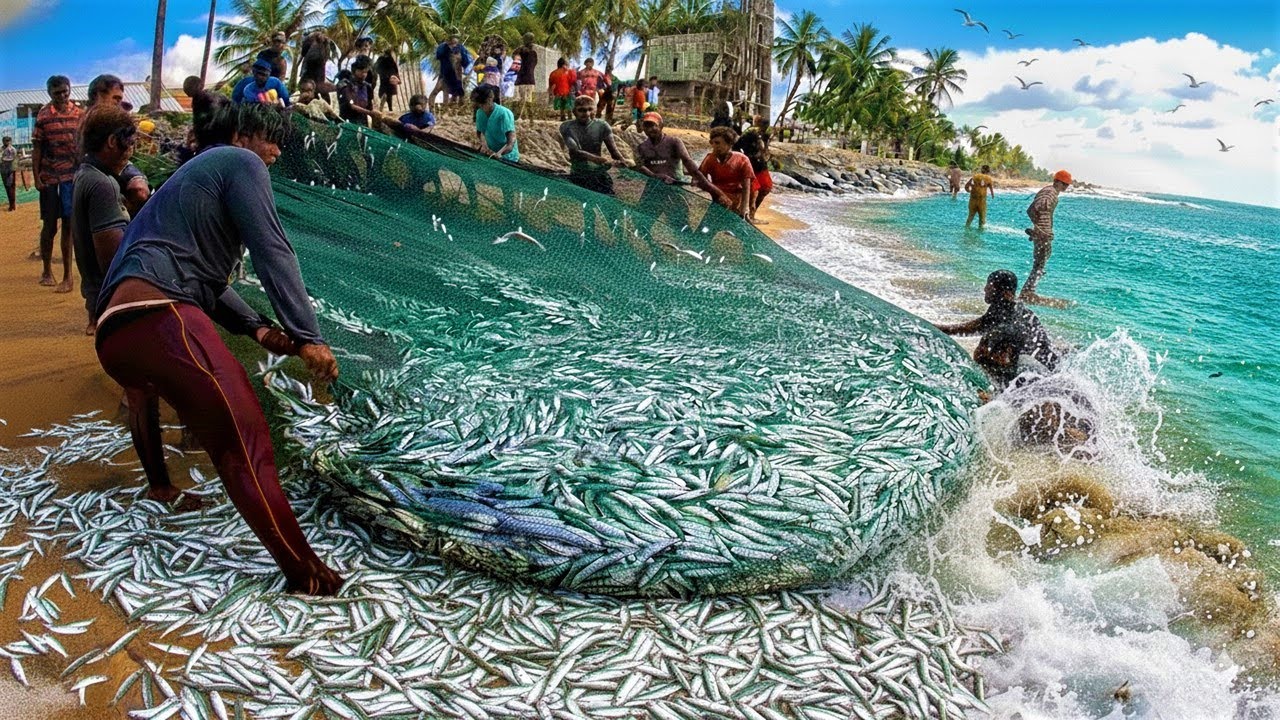 ටොන් 6 ක හුරුල්ලන් මඩිය | අවුරුද්දකට එකවතාවයි | මඩි 12 ක් ගොඩ ඇද්දා |@wishwatiyubaya🎏️️🙄🦈