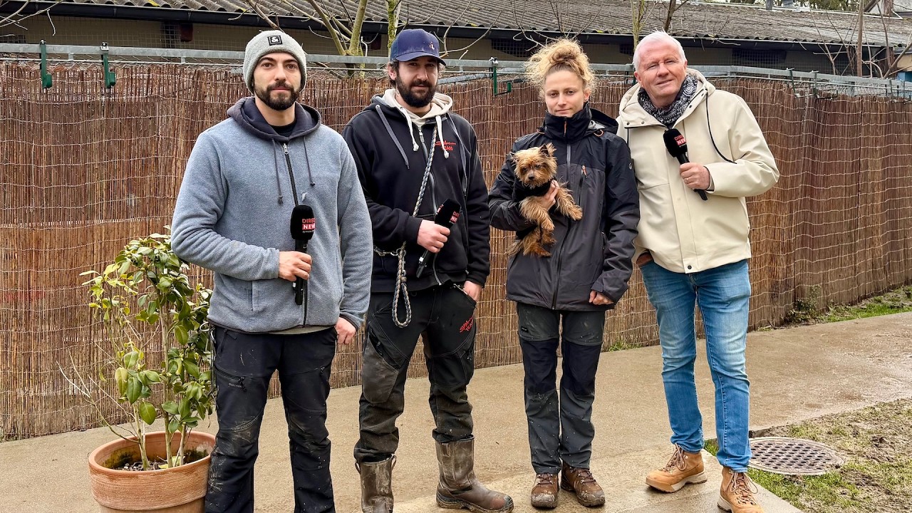 SPA Genève | Chiens à adopter 10/02/26