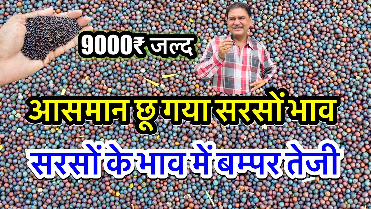 नई सरसों का ताजा भाव आज का अलवर मंडी ! सरसों के भाव में आया जोरदार उछाल देखें भाव #alwar #viralvideo